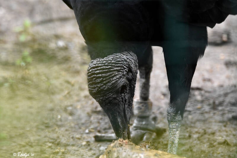 Rabengeier | Zoo Plzen | 17.09.2022