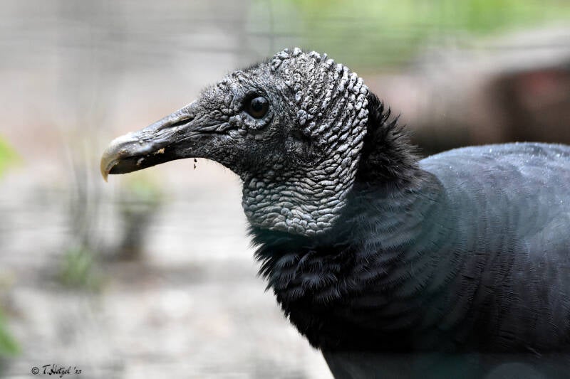 Rabengeier | Zoo Plzen | 17.09.2022