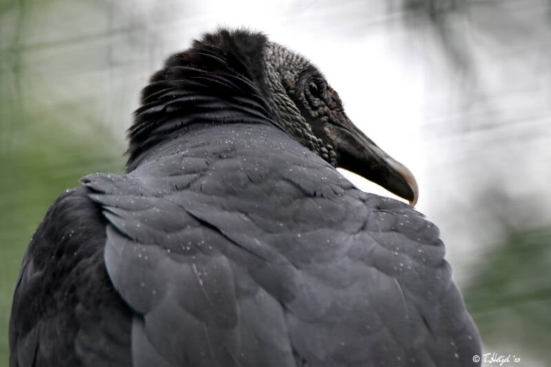 Rabengeier | Zoo Plzen | 17.09.2022