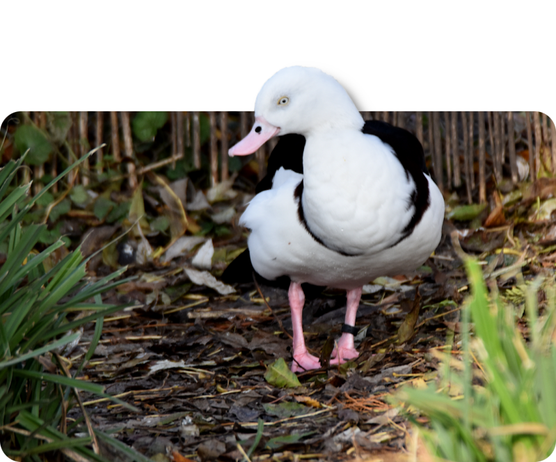 Radjahgans (kein Unterartenstatus)