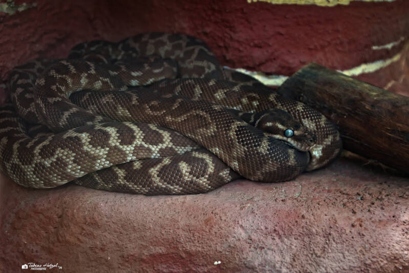 Rauschuppenpython | Zoo Frankfurt | 06.09.2025