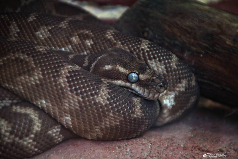 Rauschuppenpython | Zoo Frankfurt | 06.09.2025