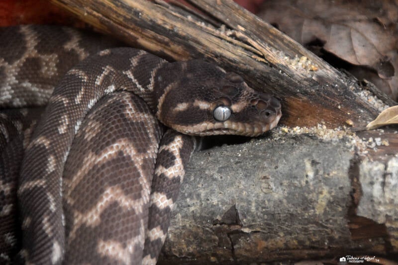Rauschuppenpython | Zoo Frankfurt | 09.03.2024