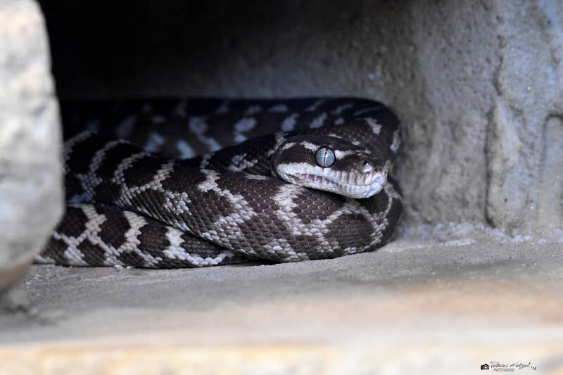 Rauschuppenpython | Zoo Frankfurt | 10.03.2022