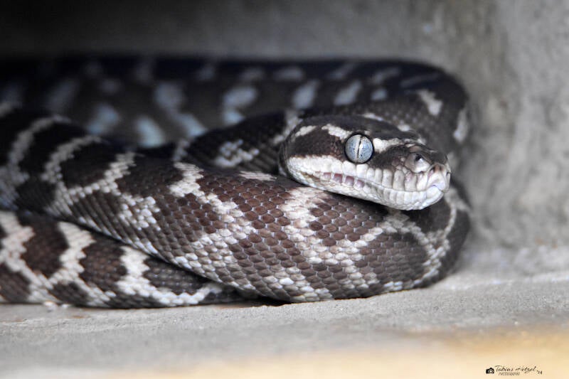 Rauschuppenpython | Zoo Frankfurt | 10.03.2022