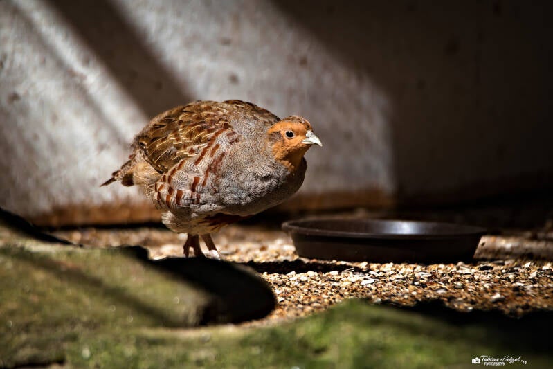 Rebhuhn (kein Unterartenstatus) | Bayerwald-Tierpark Lohberg | 16.08.2024