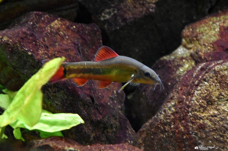 Regenbogenschmerle | Museum König, Bonn | 11.02.2024