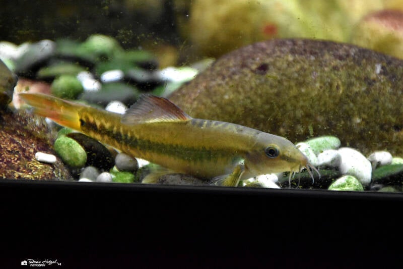 Regenbogenschmerle | Museum König, Bonn | 11.02.2024