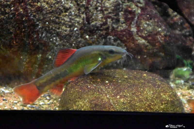 Regenbogenschmerle | Museum König, Bonn | 11.02.2024