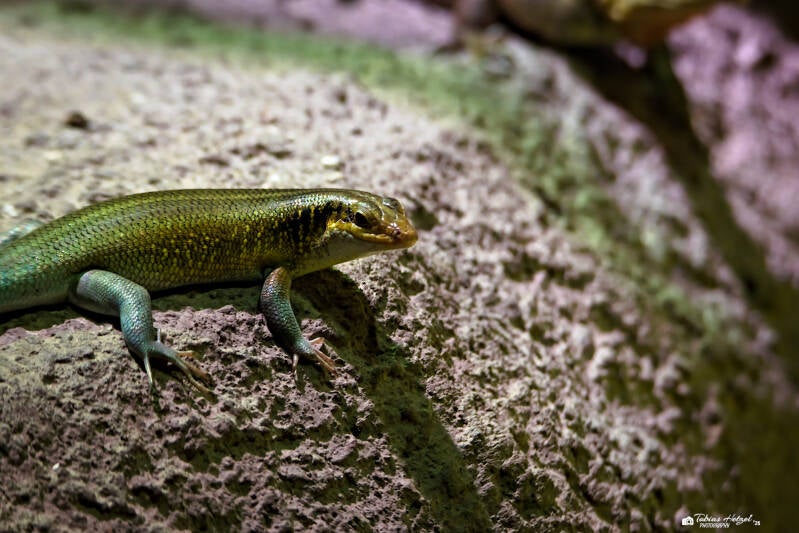Regenbogenskink | Zoo Prag | 18.08.2024