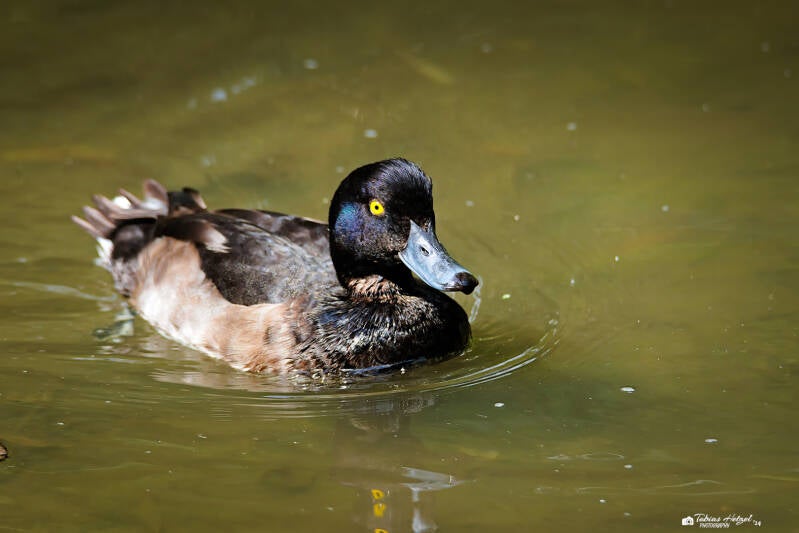 Reiherente | Opel-Zoo Kronberg | 14.07.2024