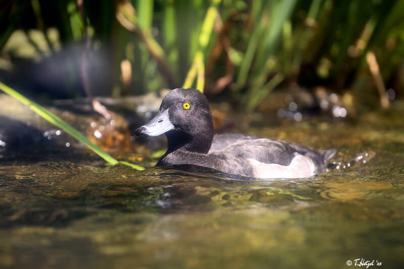 Reiherente | Bayerwald-Tierpark Lohberg | 16.08.2018