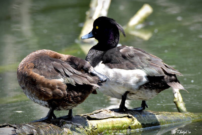 Reiherente | Zoo Heidelberg | 22.06.2020