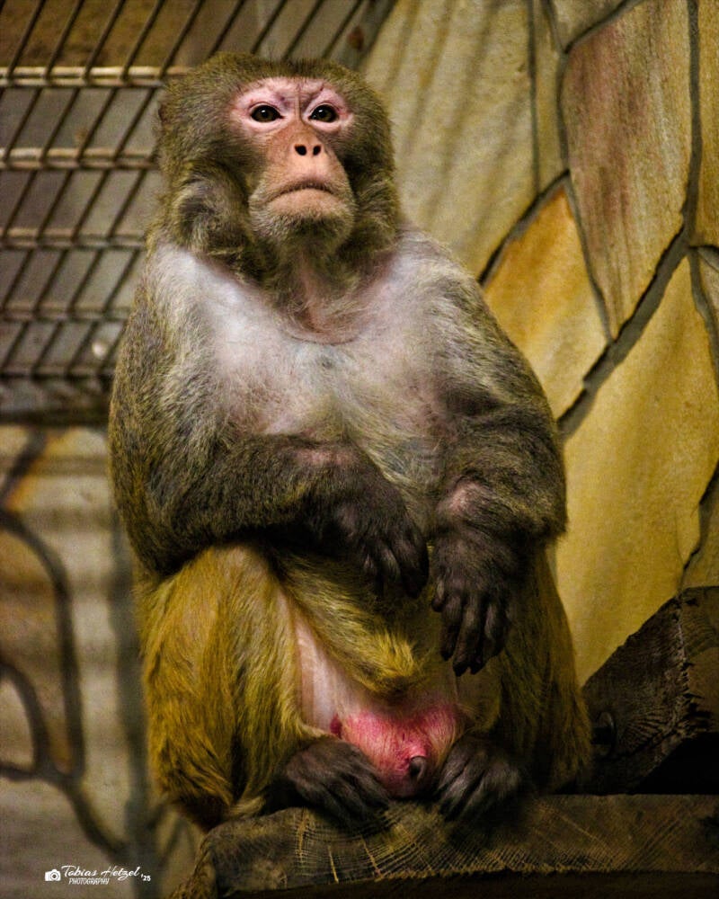 Rhesusaffe | Tierpark Klingenthal | 21.09.2024