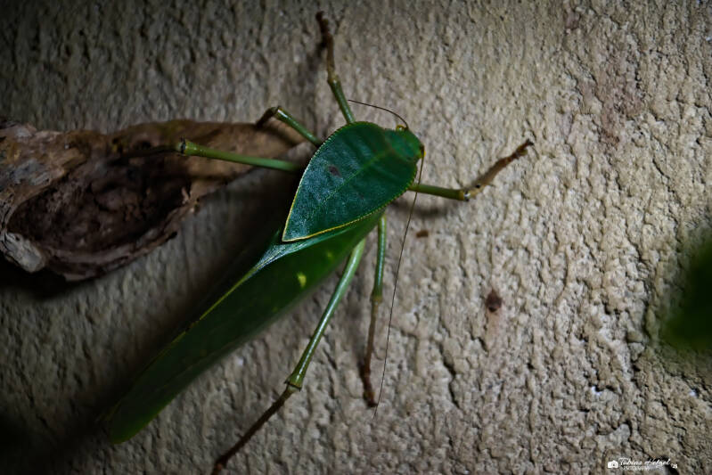 Riesenblattschrecke | Zoo Dresden | 12.07.2025