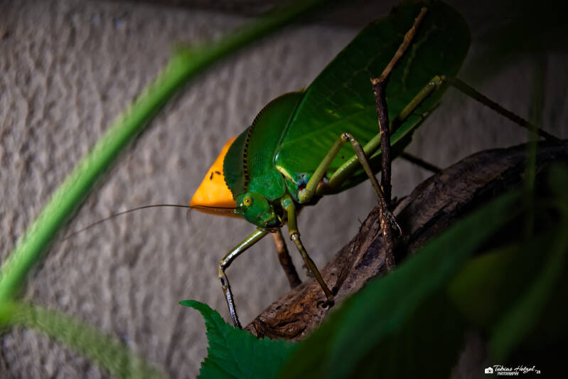 Riesenblattschrecke | Zoo Dresden | 12.07.2025