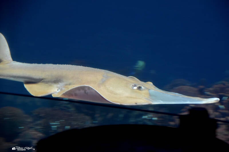 Riesengeigenrochen | Burgers Zoo, Arnhem | 07.07.2021