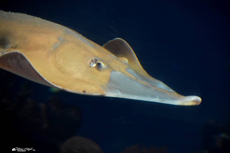 Riesengeigenrochen | Burgers Zoo, Arnhem | 07.07.2021