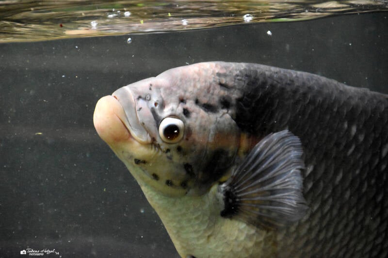 Riesengurami | Wilhelma Stuttgart | 16.06.2023