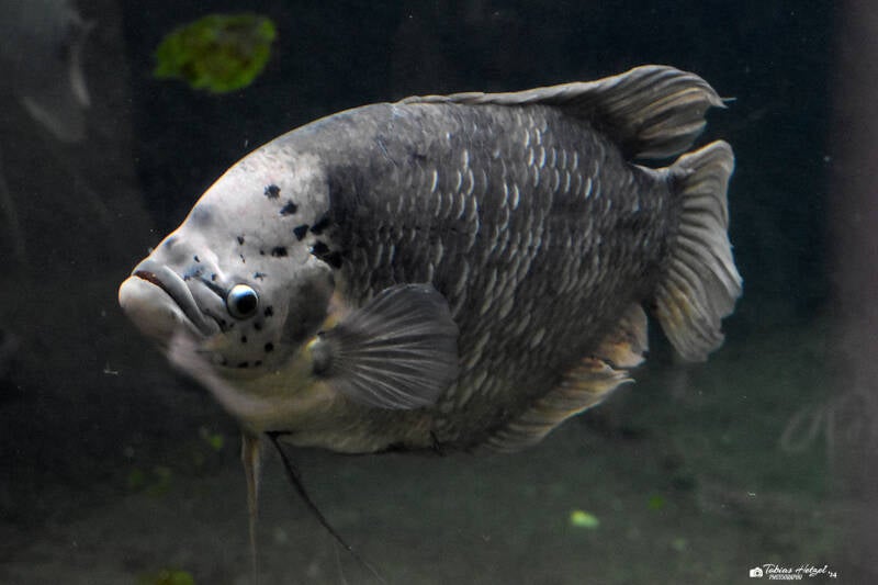 Riesengurami | Zoo Leipzig | 20.10.2020