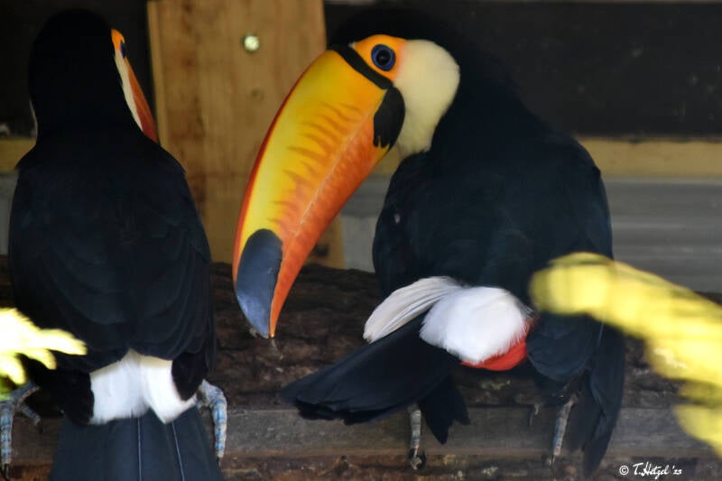 Riesentukan (kein Unterartenstatus)