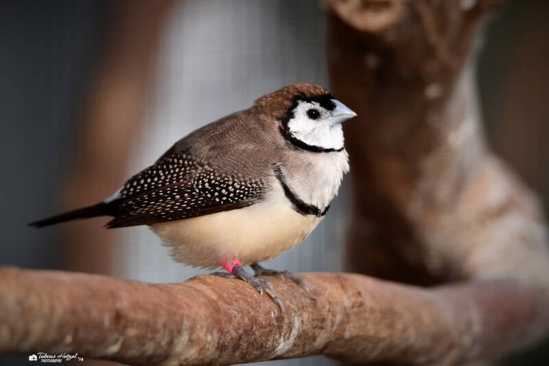 Ringelamadine (kein Unterartenstatus) | Wilhelma Stuttgart | 27.01.2024