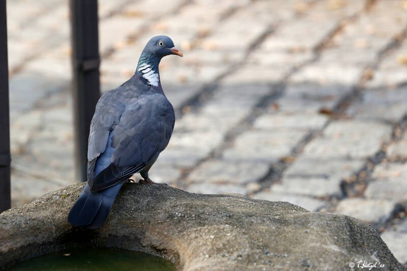 Ringeltaube | Zoo Plzen | 29.08.2019