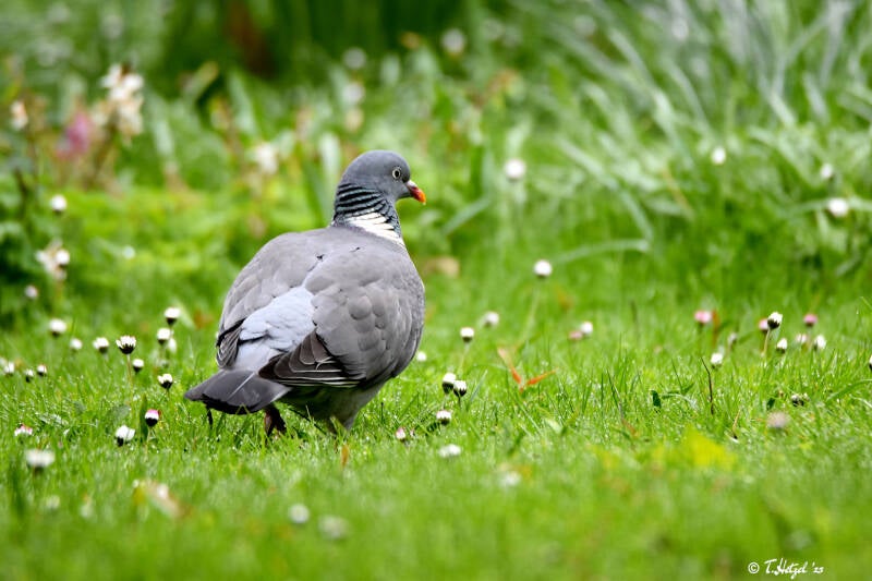Ringeltaube | Palmengarten Frankfurt | 21.04.2023