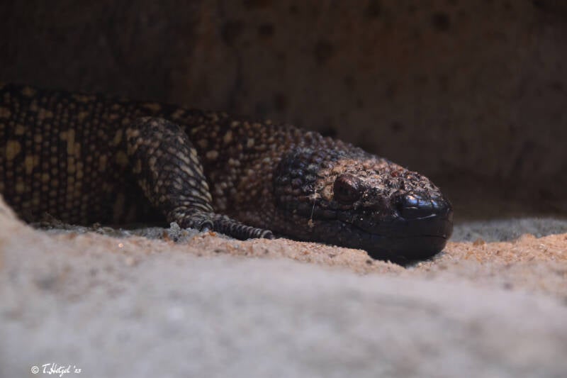 Rio-Fuerte-Skorpionskrustenechse