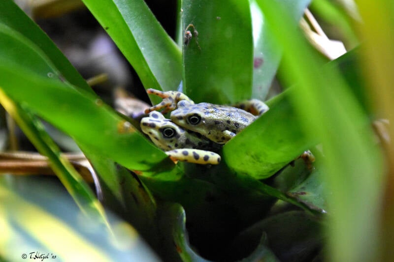Rio-Pescado-Stummelfußkröte | Zoologischer Stadtgarten Karlsruhe | 12.11.2023