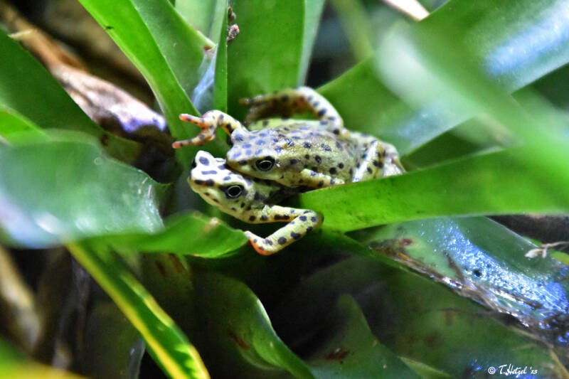 Rio-Pescado-Stummelfußkröte | Zoologischer Stadtgarten Karlsruhe | 12.11.2023