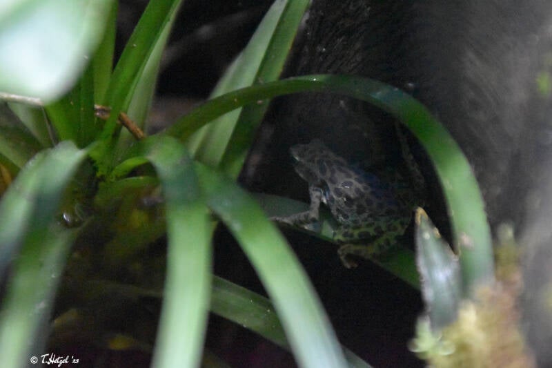 Rio-Pescado-Stummelfußkröte | Zoologischer Stadtgarten Karlsruhe | 12.11.2023