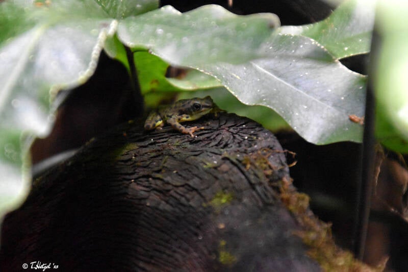 Rio-Pescado-Stummelfußkröte | Zoologischer Stadtgarten Karlsruhe | 12.11.2023