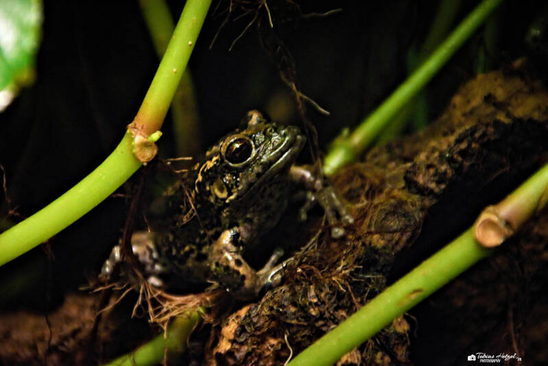 Riobamba-Beutelfrosch | Tierpark Chemnitz | 13.07.2025