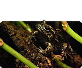 Riobamba-Beutelfrosch