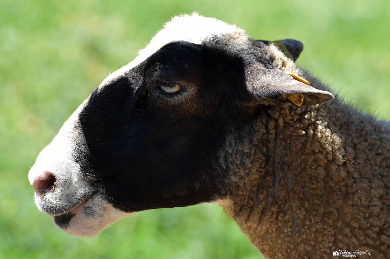 Romanov-Schaf | Haustierhof Reutemühle, Überlingen-Bambergen | 05.07.2020