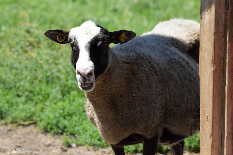 Romanov-Schaf | Haustierhof Reutemühle, Überlingen-Bambergen | 05.07.2020