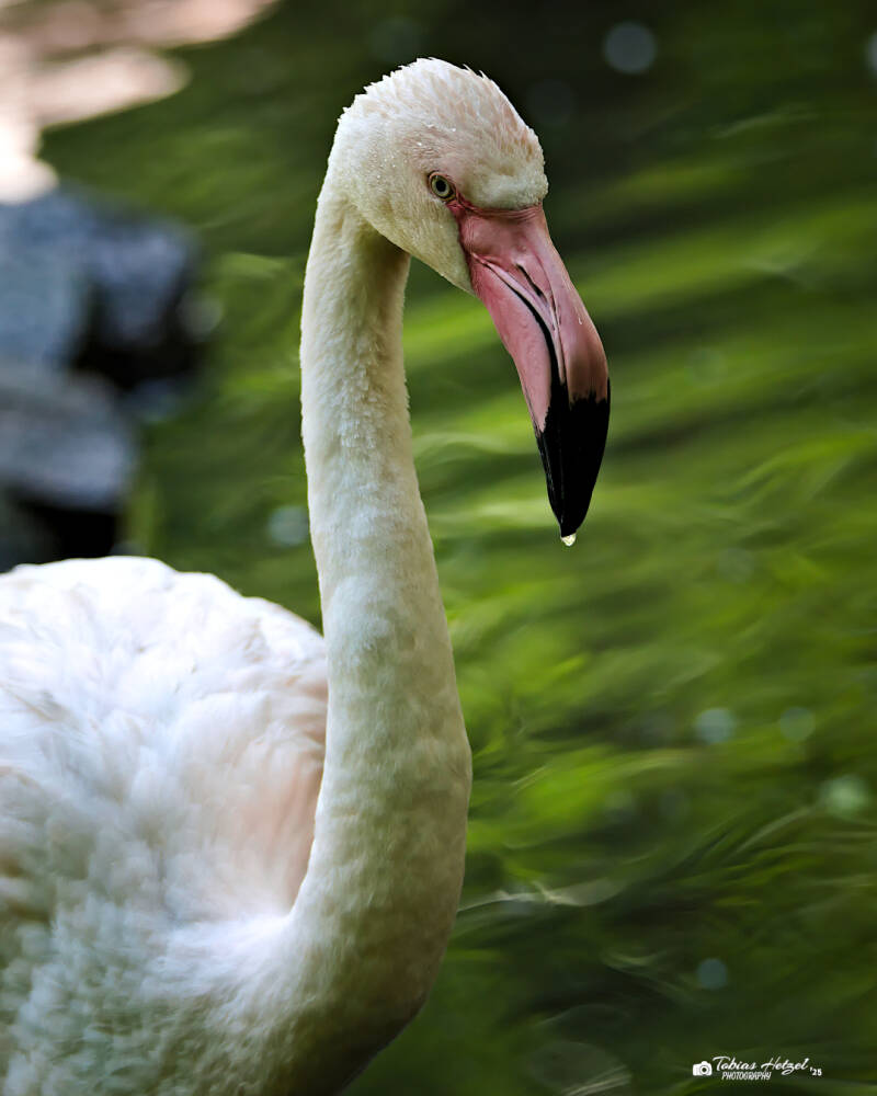 Rosaflamingo | Tierpark Chemnitz | 13.07.2025