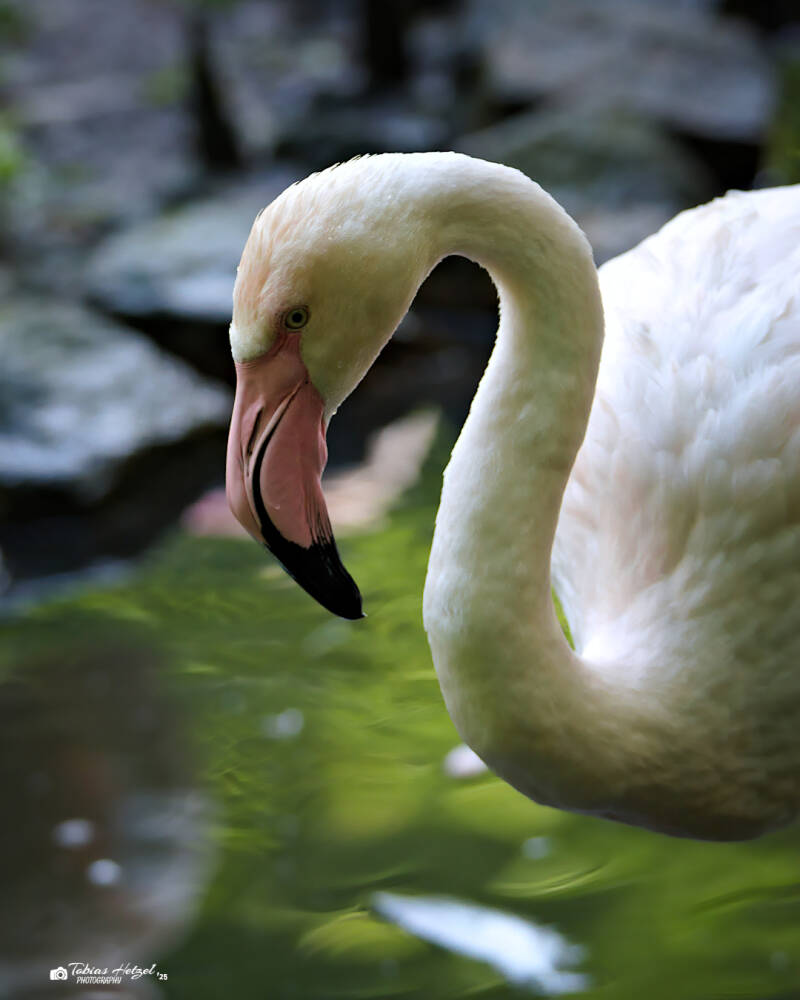 Rosaflamingo | Tierpark Chemnitz | 13.07.2025