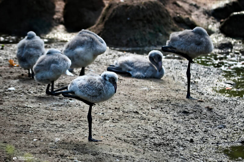 Rosaflamingo | Tierpark Chemnitz | 13.07.2025
