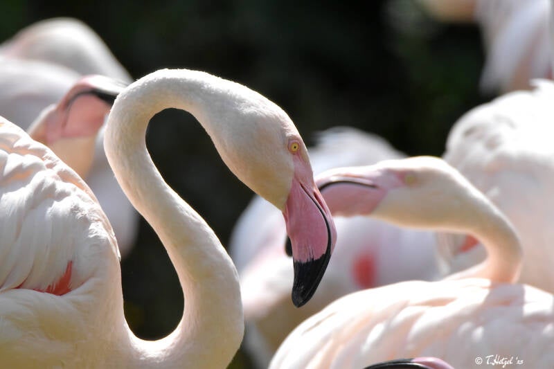 Rosaflamingo | Vivarium Darmstadt | 19.07.2020