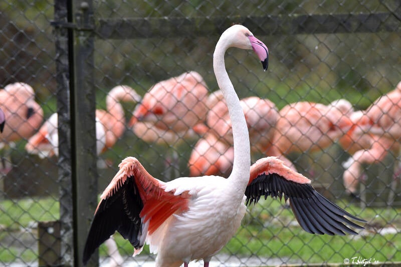 Rosaflamingo | Weltvogelpark Walsrode | 12.04.2021