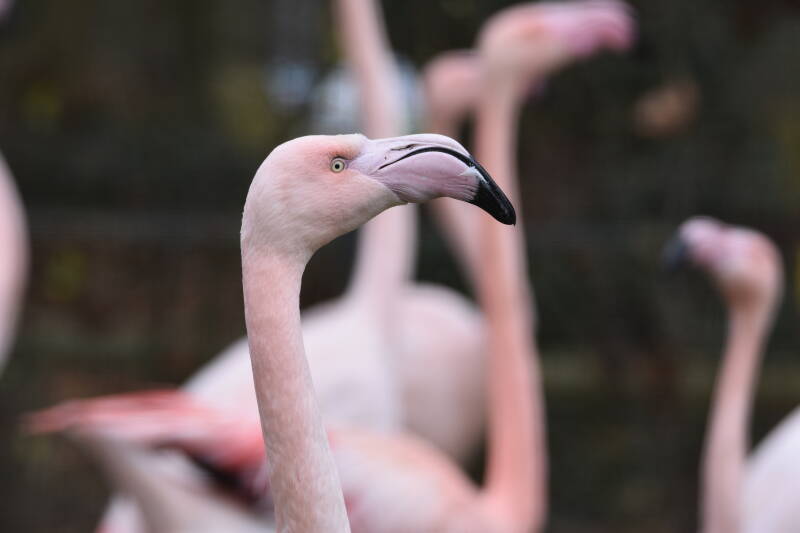 Rosaflamingo | Vivarium Darmstadt | 28.11.2021