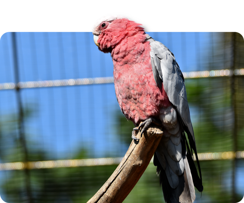 Rosakakadu (kein Unterartenstatus)