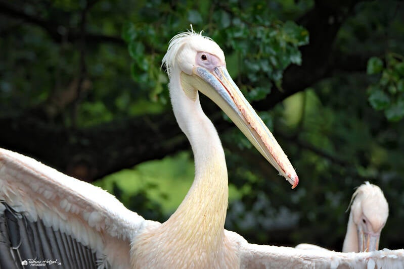 Rosapelikan | Zoo Dresden | 12.07.2025
