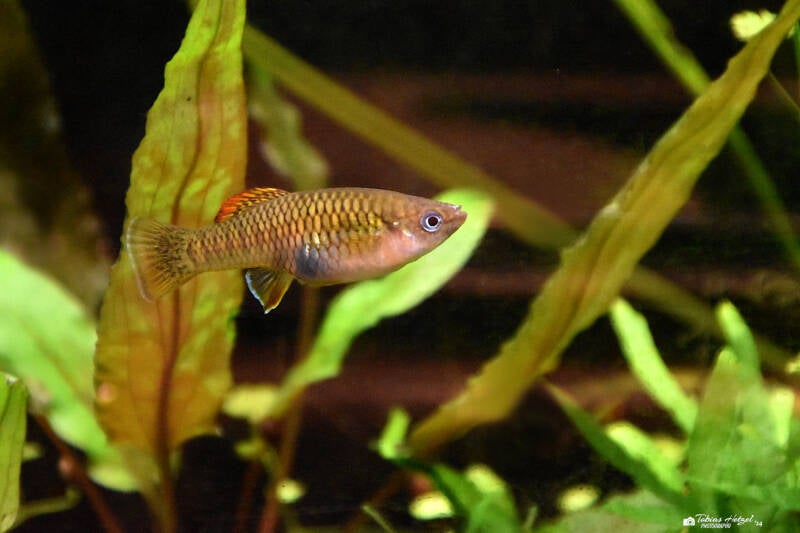 Rosenkärpfling | Zoo Plzen | 17.09.2022