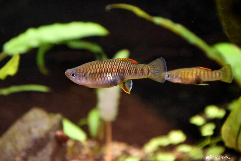 Rosenkärpfling | Zoo Plzen | 17.09.2022