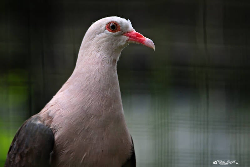 Rosentaube | Zoo Prag | 18.08.2024