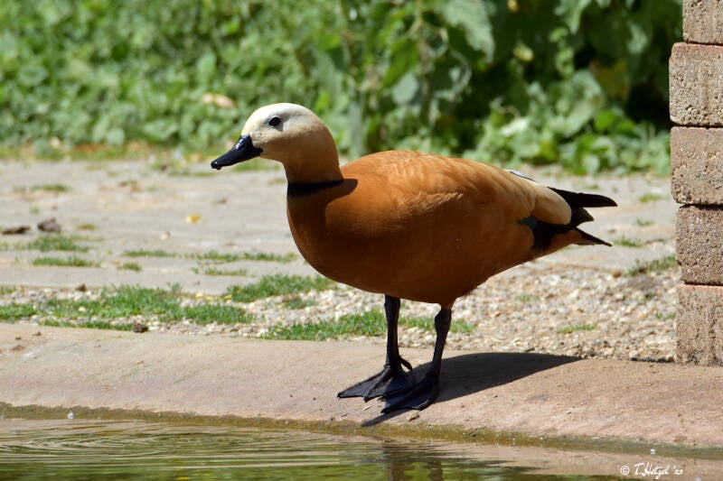 Rostgans | Zoo Krefeld | 02.06.2020