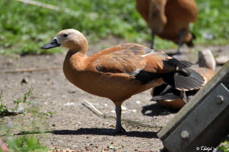 Rostgans | Haustierhof Reutemühle, Überlingen-Bambergen | 05.07.2020